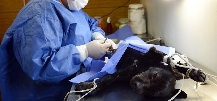 Stevensville animal hospital veterinary surgery