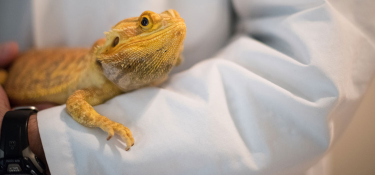  vet care for reptiles surgery in Baltimore