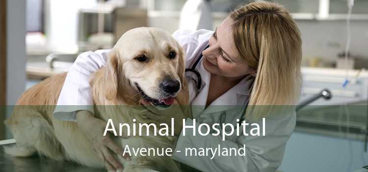 Animal Hospital Avenue - maryland