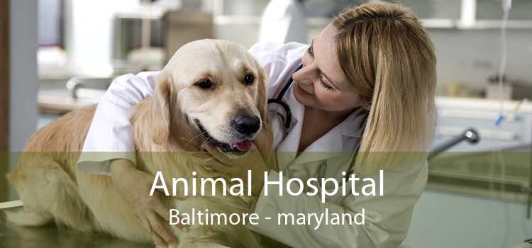 Animal Hospital Baltimore - maryland