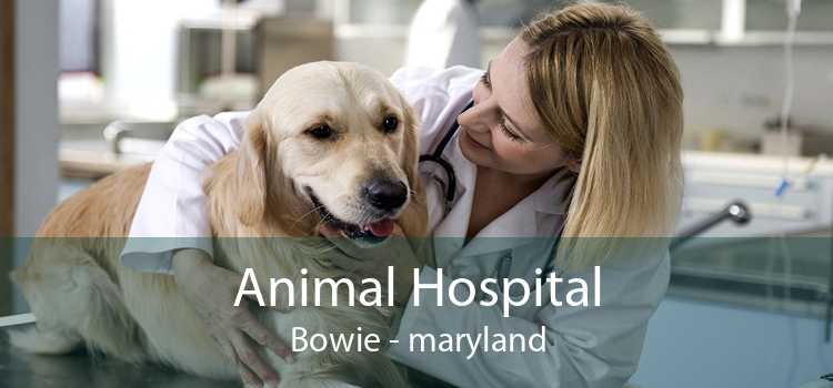 Animal Hospital Bowie - maryland