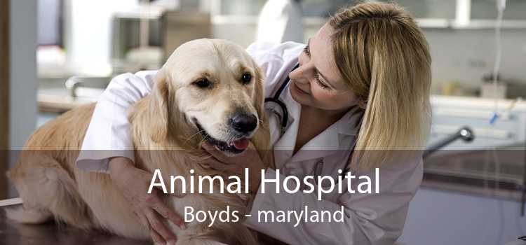 Animal Hospital Boyds - maryland