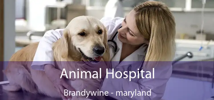 Animal Hospital Brandywine - maryland