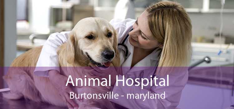 Animal Hospital Burtonsville - maryland