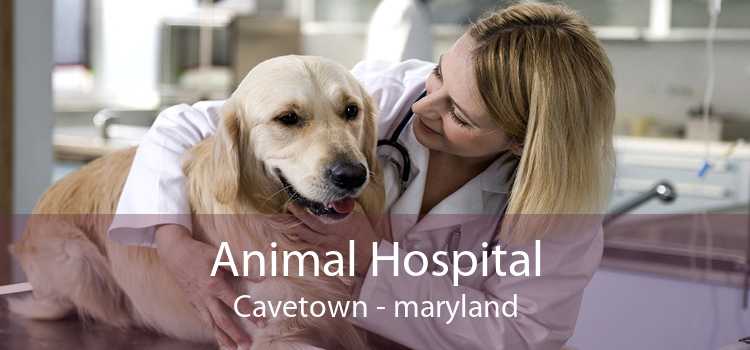 Animal Hospital Cavetown - maryland