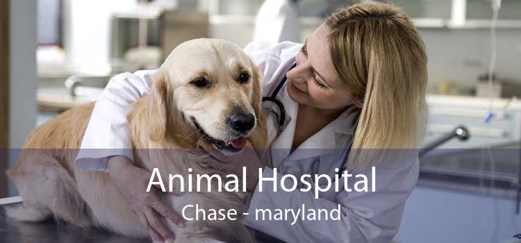 Animal Hospital Chase - maryland