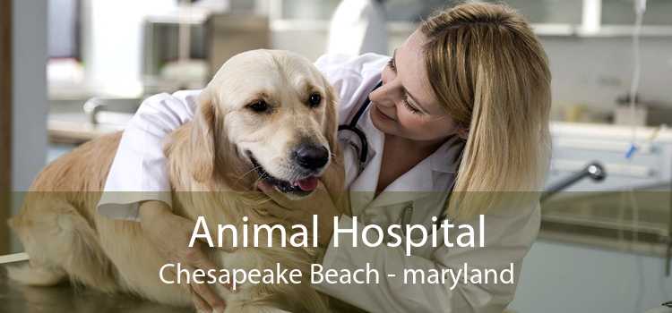 Animal Hospital Chesapeake Beach - maryland