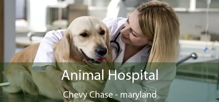 Animal Hospital Chevy Chase - maryland