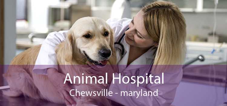 Animal Hospital Chewsville - maryland