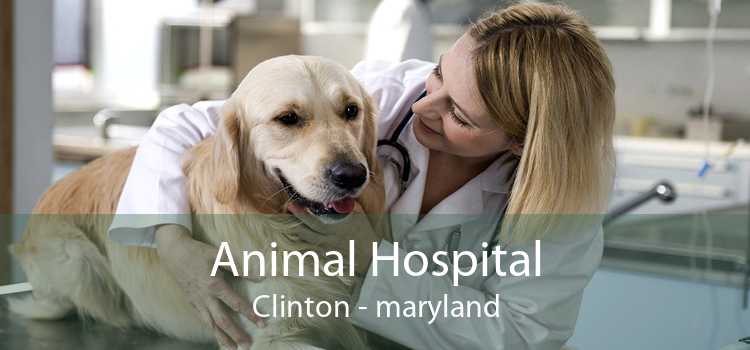 Animal Hospital Clinton - maryland