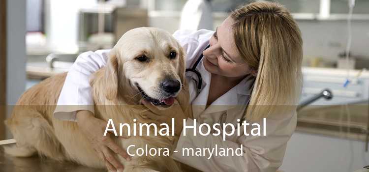Animal Hospital Colora - maryland