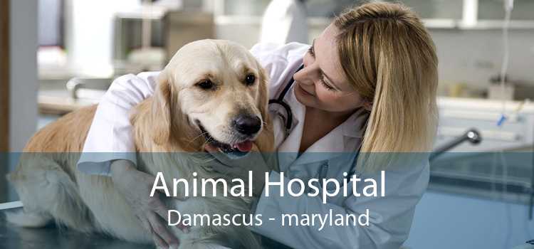 Animal Hospital Damascus - maryland