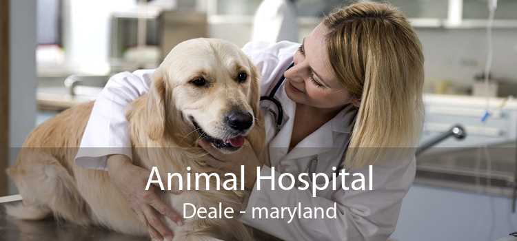 Animal Hospital Deale - maryland