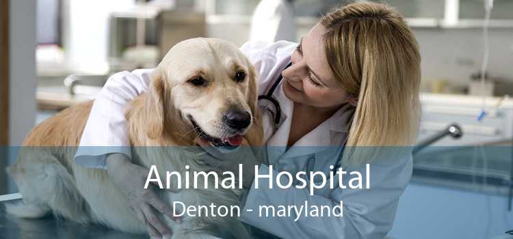 Animal Hospital Denton - maryland