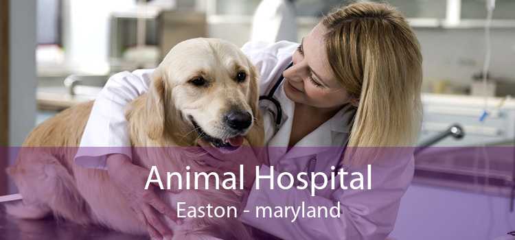 Animal Hospital Easton - maryland