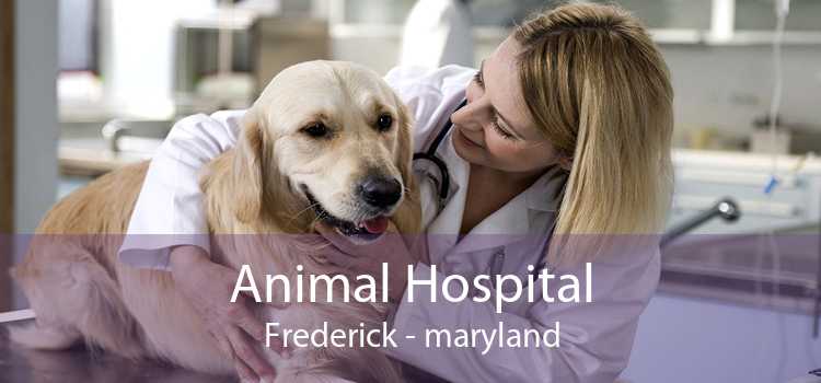 Animal Hospital Frederick - maryland