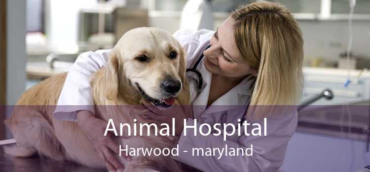 Animal Hospital Harwood - maryland