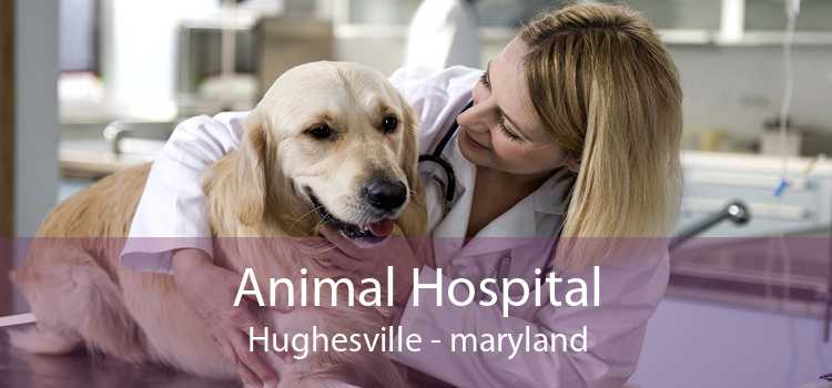 Animal Hospital Hughesville - maryland