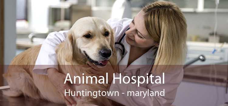 Animal Hospital Huntingtown - maryland