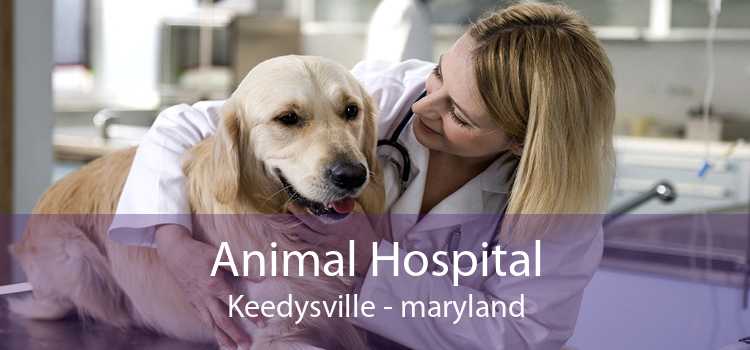 Animal Hospital Keedysville - maryland