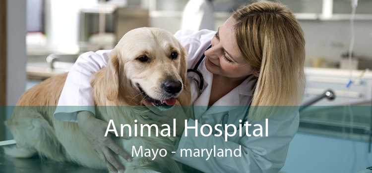 Animal Hospital Mayo - maryland