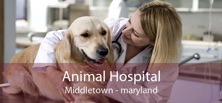 Animal Hospital Middletown - maryland