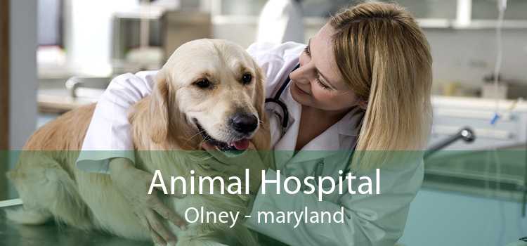 Animal Hospital Olney - maryland