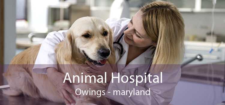 Animal Hospital Owings - maryland