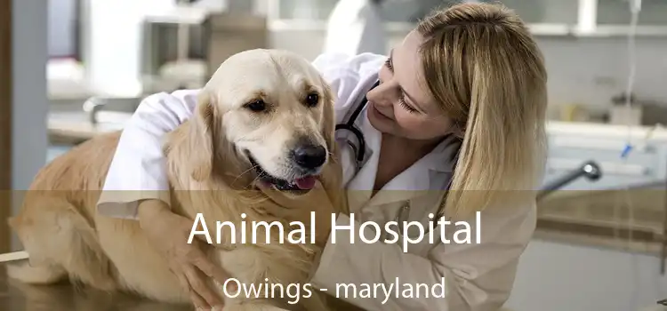 Animal Hospital Owings - maryland