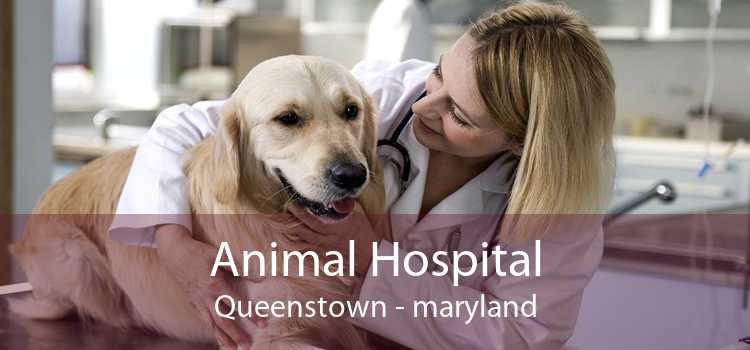 Animal Hospital Queenstown - maryland