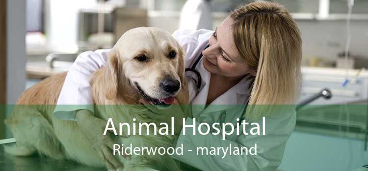 Animal Hospital Riderwood - maryland