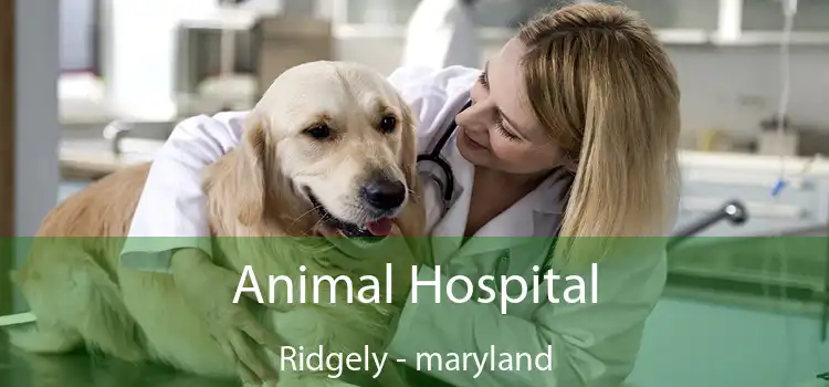 Animal Hospital Ridgely - maryland
