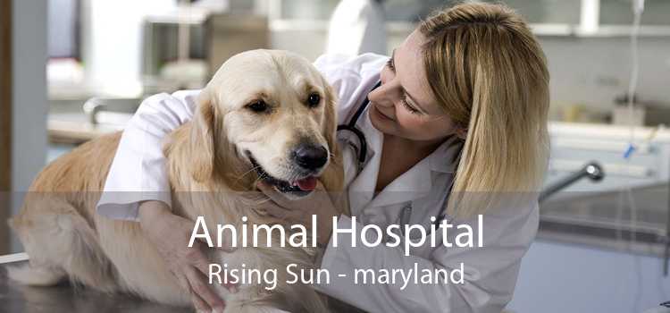 Animal Hospital Rising Sun - maryland