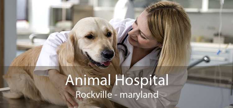 Animal Hospital Rockville - maryland