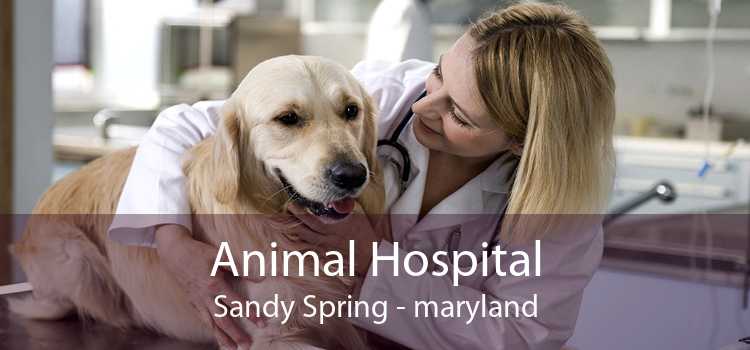 Animal Hospital Sandy Spring - maryland