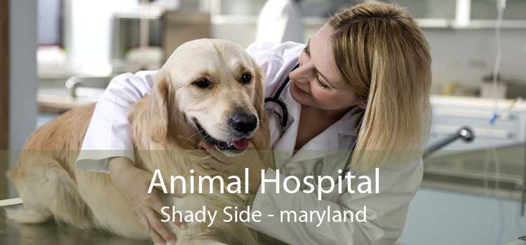 Animal Hospital Shady Side - maryland