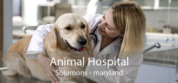 Animal Hospital Solomons - maryland