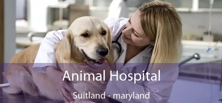 Animal Hospital Suitland - maryland