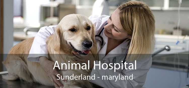 Animal Hospital Sunderland - maryland