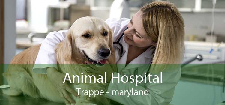 Animal Hospital Trappe - maryland
