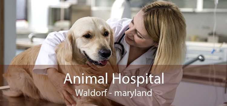 Animal Hospital Waldorf - maryland