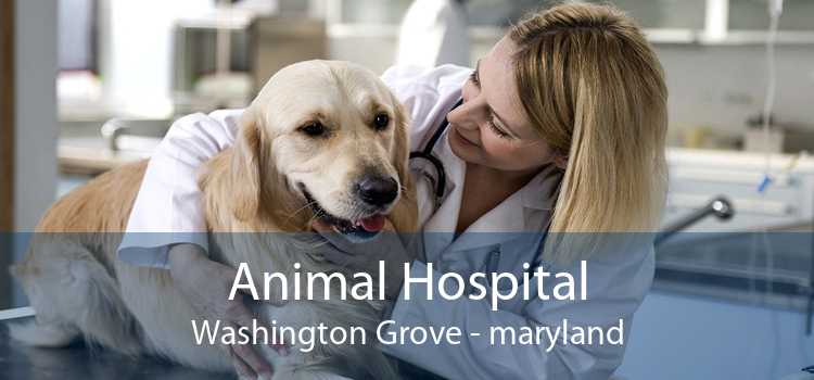 Animal Hospital Washington Grove - maryland