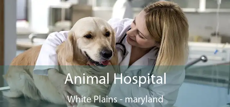 Animal Hospital White Plains - maryland