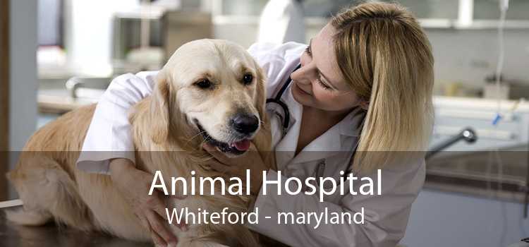 Animal Hospital Whiteford - maryland