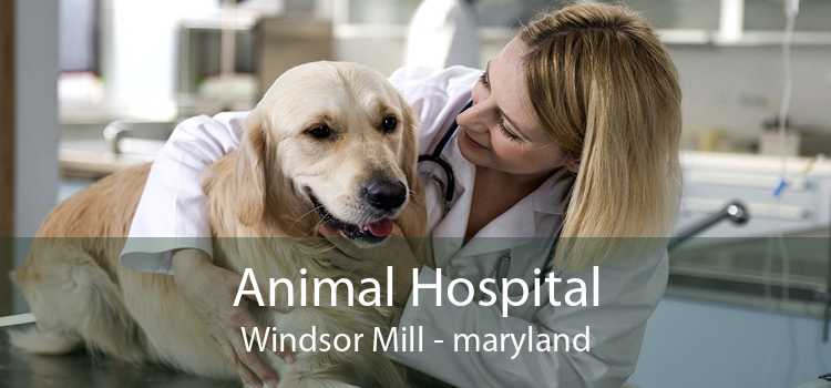 Animal Hospital Windsor Mill - maryland