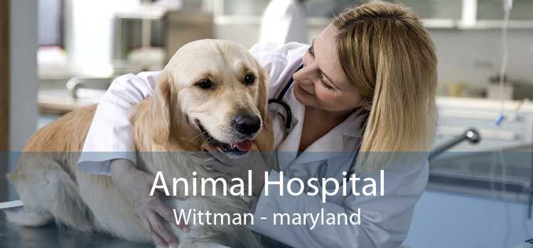 Animal Hospital Wittman - maryland