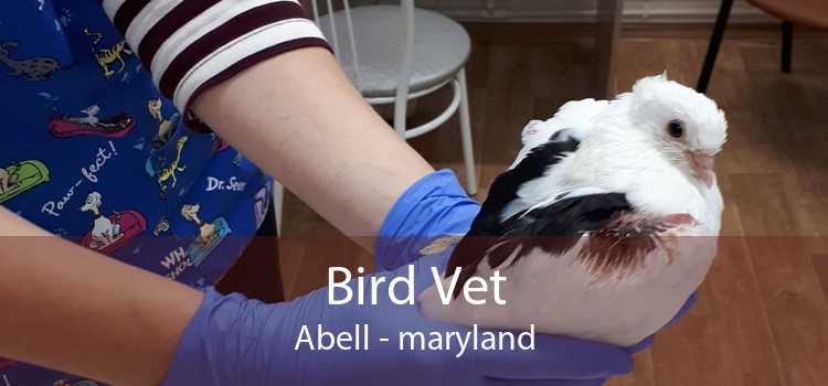 Bird Vet Abell - maryland