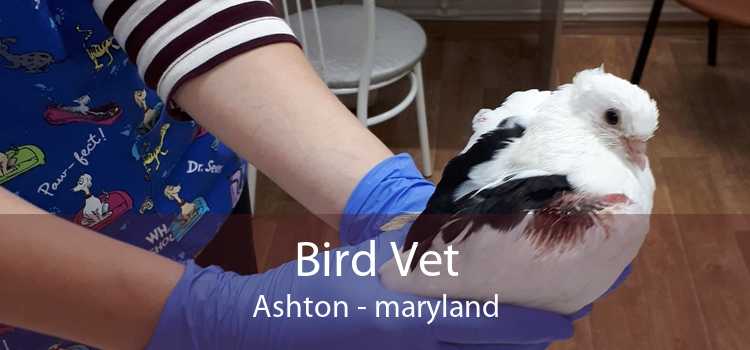 Bird Vet Ashton - maryland