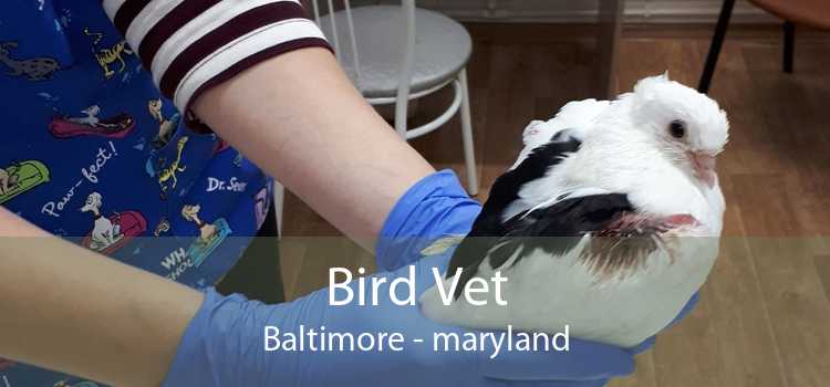 Bird Vet Baltimore - maryland