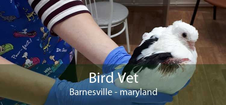 Bird Vet Barnesville - maryland